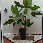 Apartament Nana's Dream